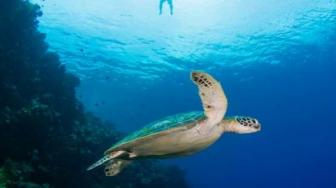 Discover Manado: Gateway to North Sulawesi's Natural Wonders