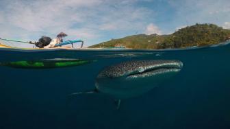 Indonesia Pushes Whale Sharks Conservation
