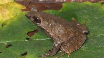 Two New Frog Species Discovered in Sumatra