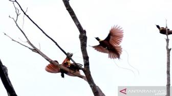 Three Birds of Paradise Released into Papuan Forest