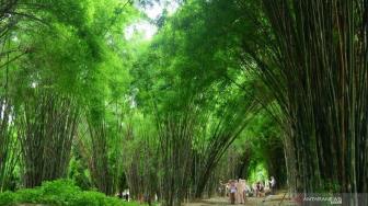 162 Bamboo Varieties from Indonesia Need Support