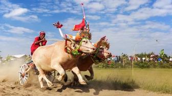 This Year, Balinese Celebrates Makepung Tradition