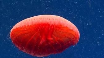 Jellyfish Venom Can Cure Breast Cancer: a Research