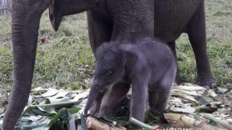 A Male Baby Elephant was Born in Riau