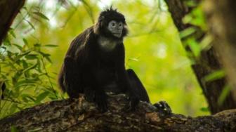 Javan Lutung Habitat in Bekasi is Threatened