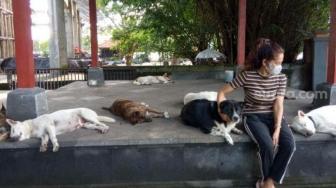 The Story of Dewi Wulansari Who Cares Stray Dogs in Bali