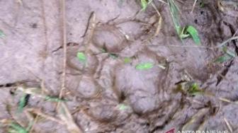 Sumatran Tiger Chased Cattles in West Sumatra