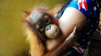 8 Orangutans Released into the Wild in Borneo