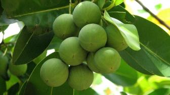 Calophyllum inophyllum as an Alternative Energy Source from Selayar