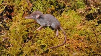14 New Shrews Species Found in Sulawesi, Largest Since 1931