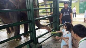 Baby Elephant Dies in Surabaya Zoo