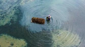 Foreign Exchange Village Launched in Sidoarjo, Focusing on Seaweed Export