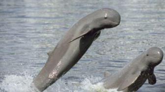 Irrawaddy Dolphins Population Continues to Decline with Only 41 Left