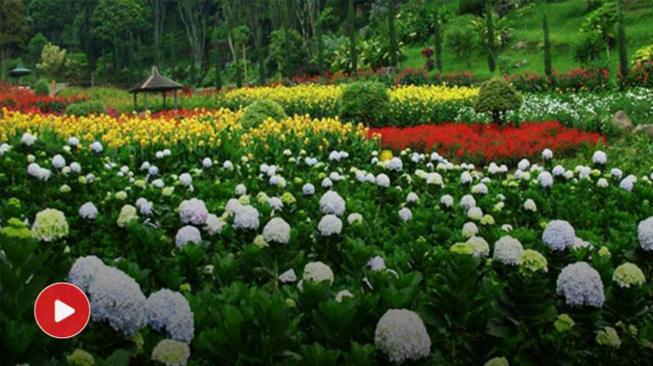 7 Beautiful Flower Gardens in Indonesia