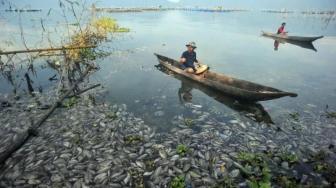 Fishers in West Sumatra Suffer US$2.5M Loss Due to Mass Fish Deaths