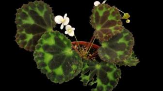 7 New Types of Plants Discovered in Indonesia