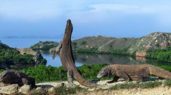 5 Indonesia Native Animals in the Brink of Extinction