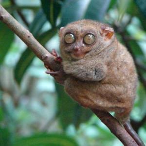5 Indonesia Native Animals in the Brink of Extinction