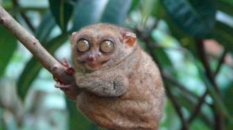 5 Indonesia Native Animals in the Brink of Extinction