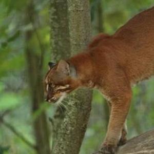 5 Indonesia Native Animals in the Brink of Extinction