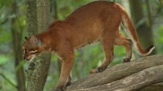 Only 10% of Indonesia's Biodiversity Revealed: BRIN
