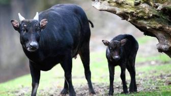 5 Indonesia Native Animals in the Brink of Extinction