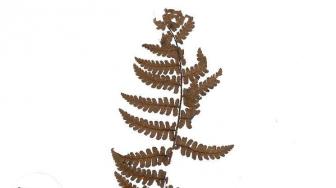 New Species of Fern Found in Papua