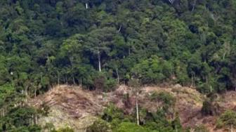 Academics Appreciate the Revocation of Forestry Permits by Gov't