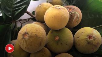 4 Typical Indonesian Fruits in the Brink of Extinction