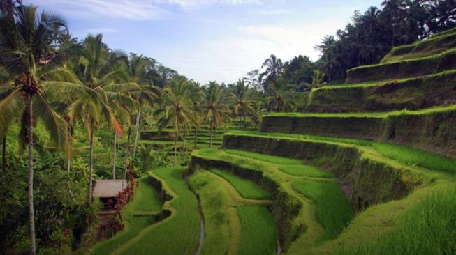 Ubud Bali, No 3 World's Best City: Travel + Leisure Magazine