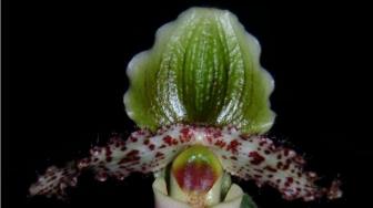 Two Main Threats to Venus Slipper Orchids