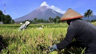 Agro Cooperation Between Indonesia, Australia to Be Signed This Week