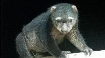 Two Endangered Bear Cuscuses Released into Sulawesi National Park