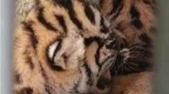 Three Sumatran Tiger Cubs Born in North Sumatra
