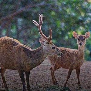 Bawean Deer, Indonesia's Pride yet Endangered Species