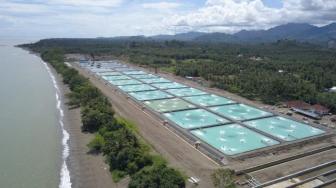 Ministry Prepares 5 New Shrimp Estate Locations to Push National Production