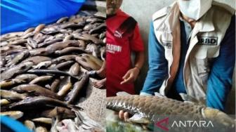 Tons of Fish Dead After River Filled with Mud in West Sumatra