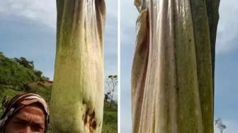 A 3-Meter Corpse Flower Grows on Coffee Plantation in Aceh