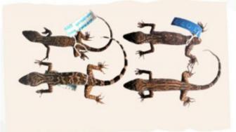 New Type of Gecko Found on Obi Island, North Maluku