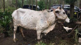 100,000 Cattle in Riau to Be Vaccinated Against Lumpy Skin Disease