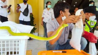 Dozens of Monitor Lizards and Snakes Smuggling Foiled in Sorong, Papua