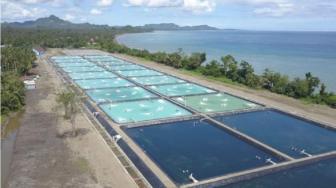 Delos, a Startup to Drive Indonesian Aquaculture Industry