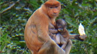Baby Proboscis Monkey Born in Sanctuary in South Kalimantan