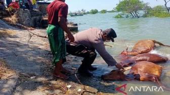 14 Cattle Died Mysteriously in East Java, Found Floating at Sea