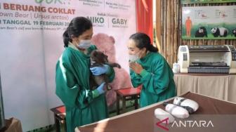 Bogor's Taman Safari Zoo Introduces a Brown Bear Cub