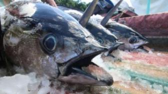 Indonesia Is World's Biggest Tuna Producer, but Not Biggest Exporter