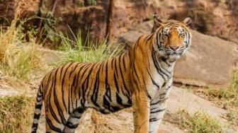 Sumatran Tiger Attacks and Kills Two People in Jambi