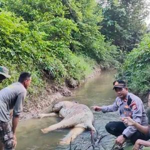 An Elephant Found Dead in a River in East Aceh with Wire Trap Mark on Foot