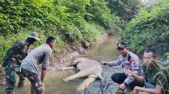 An Elephant Found Dead in a River in East Aceh with Wire Trap Mark on Foot