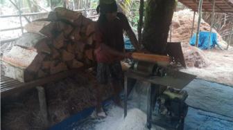 Sago Cultivation Can't Match Processing Technology, Researcher is Worried